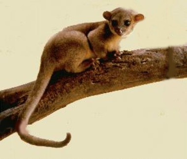 Kinkajou
